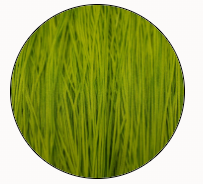 Soie Tissee-Lime-Lime-T-0470