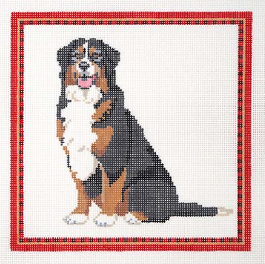 Bernese Mountain Dog